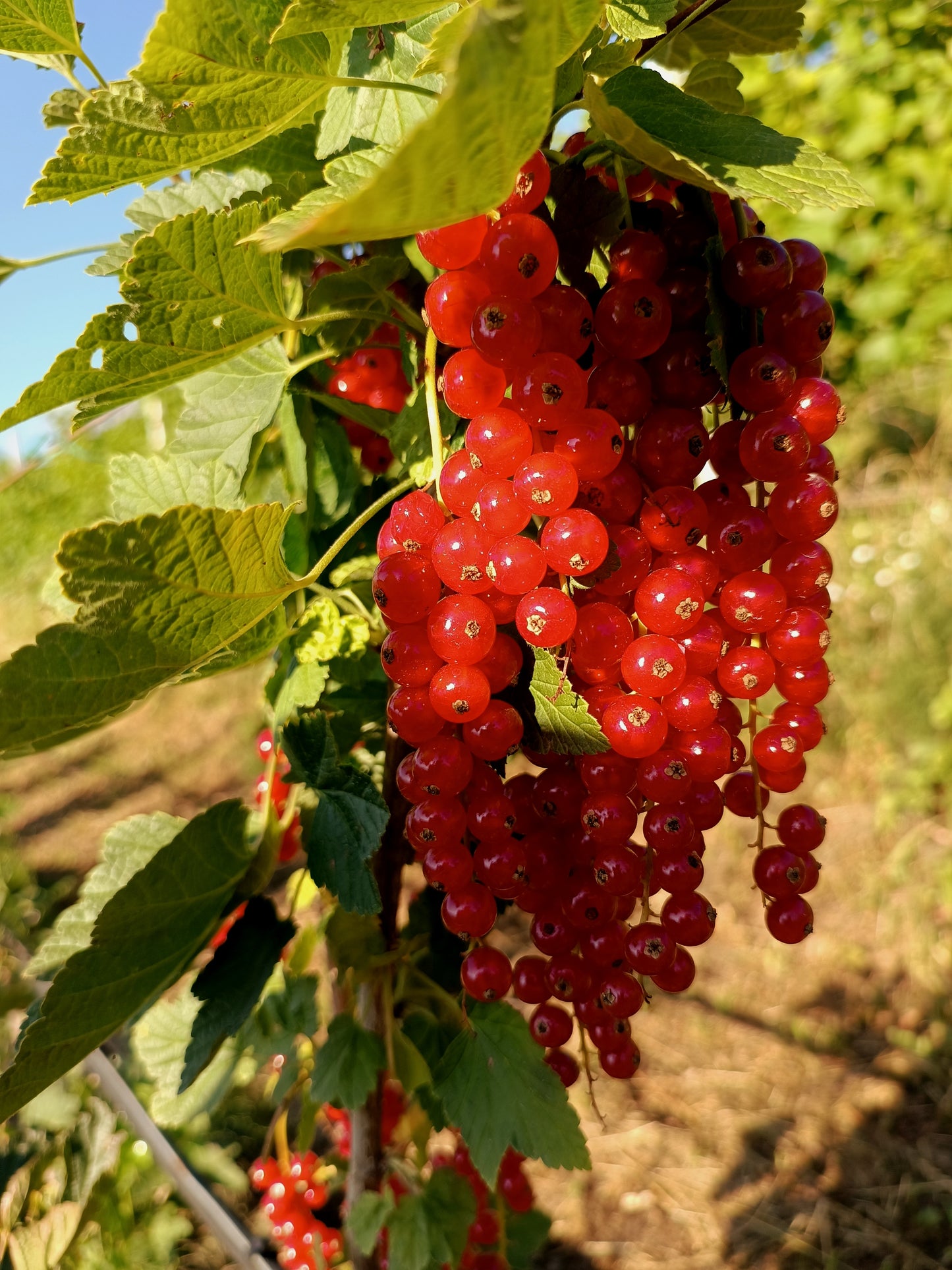 Sciroppo di ribes rosso 500ml