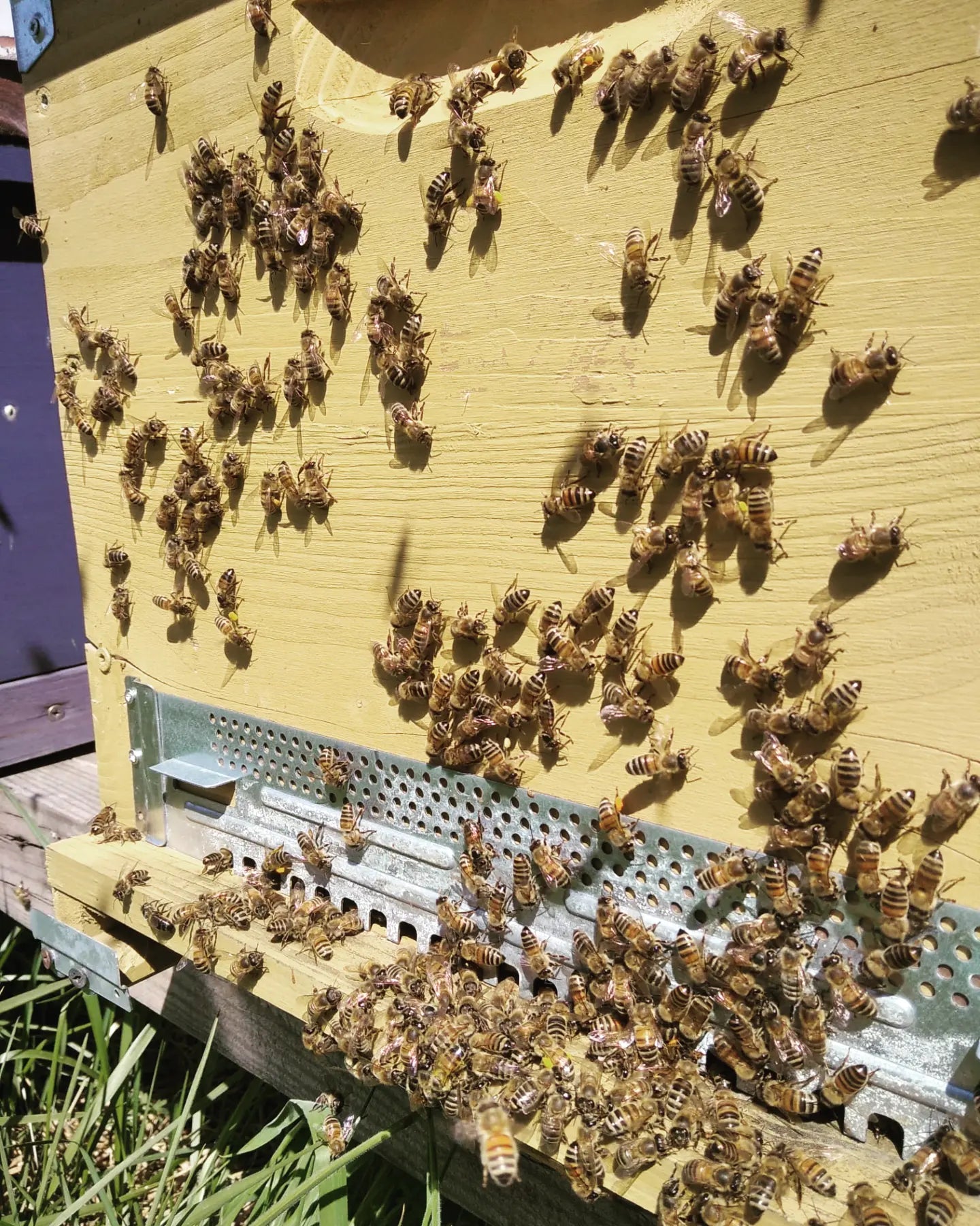 Miele di millefiori di montagna 220g