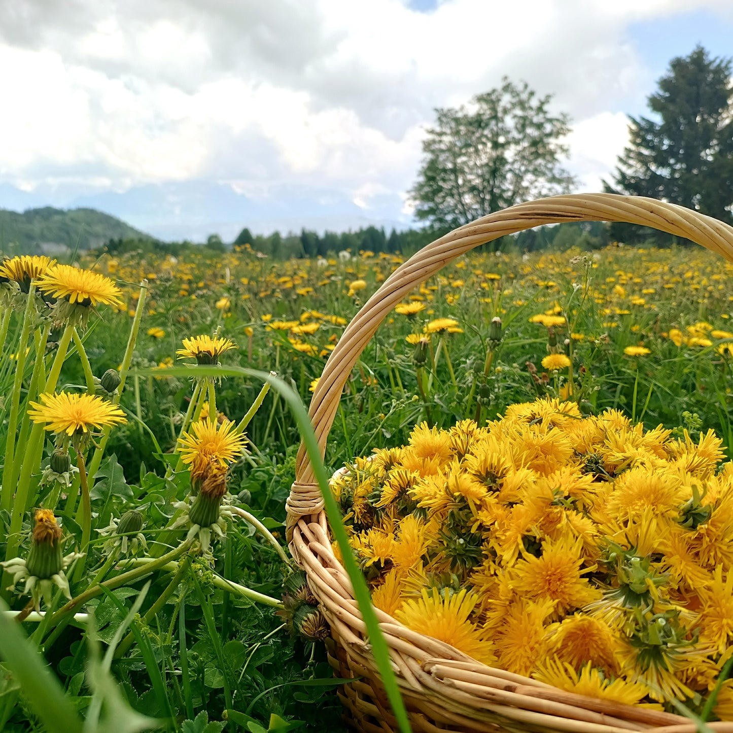 Sciroppo di fiori di Tarassaco 150g
