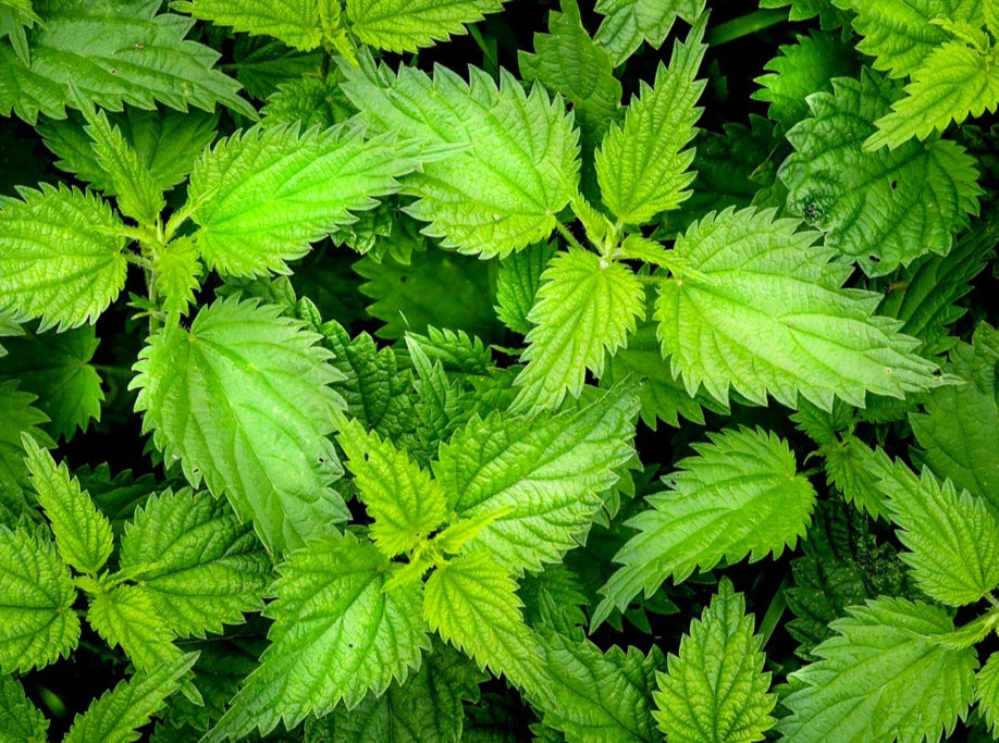Pesto di ortica 90g