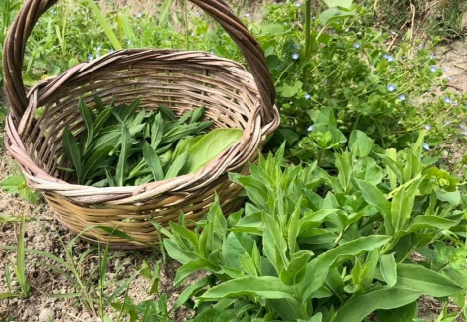Silene vulgaris sott'olio 130g