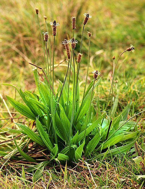 Sciroppo di Piantaggine 130g