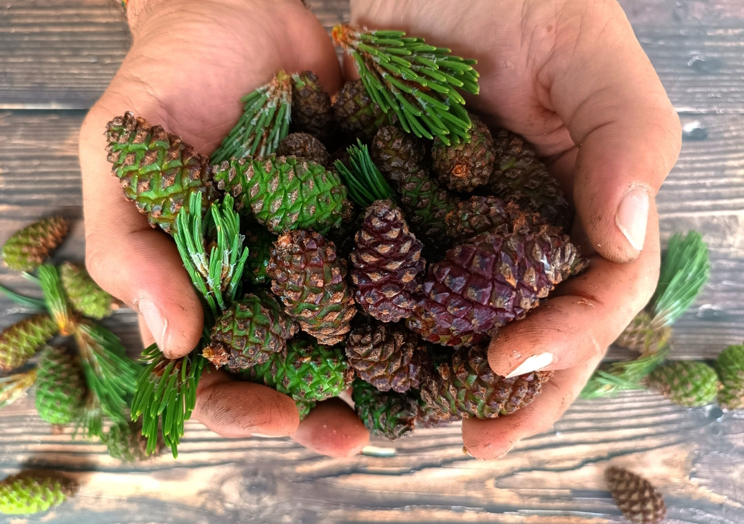 Sciroppo di Pino Mugo 130g