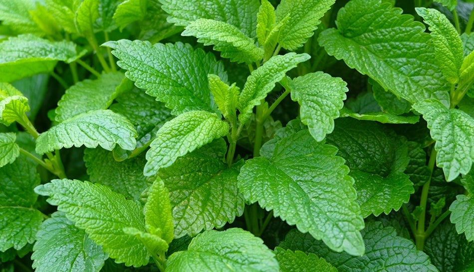 Preparato per grappa 100g